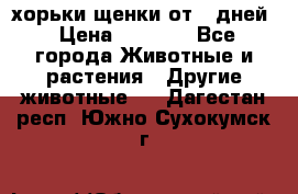 хорьки щенки от 35дней › Цена ­ 4 000 - Все города Животные и растения » Другие животные   . Дагестан респ.,Южно-Сухокумск г.